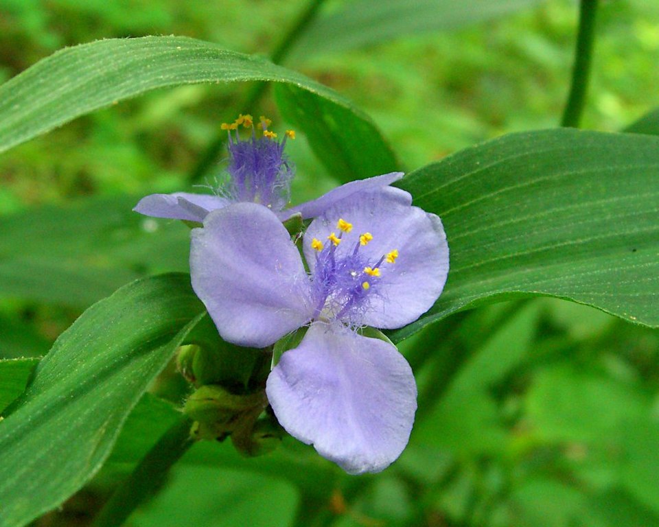 Tradescantia subaspera (Zigzag Spiderwort) (alternate view 3)