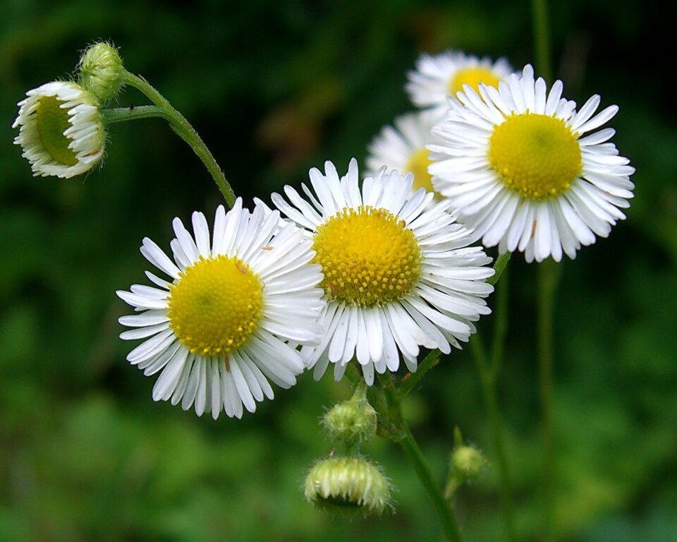 Erigeron strigosus (daisy fleabane)