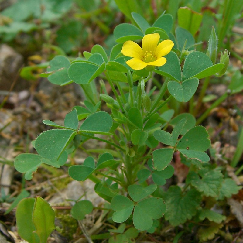 Oxalis stricta (upright yellow woodsorrel)