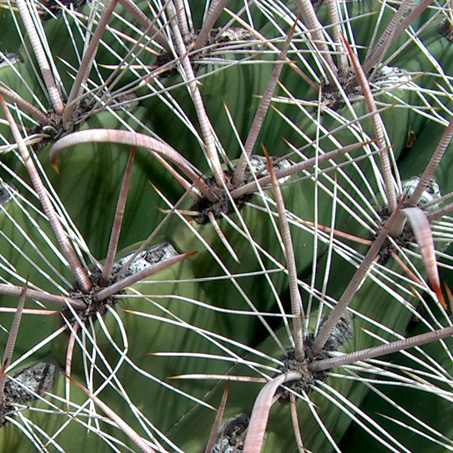 Ferocactus wislizeni (fishhook barrel cactus)