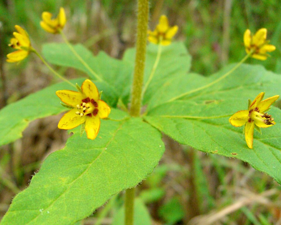 Lysimachia quadrifolia (whorled loosestrife) (alternate view 10)