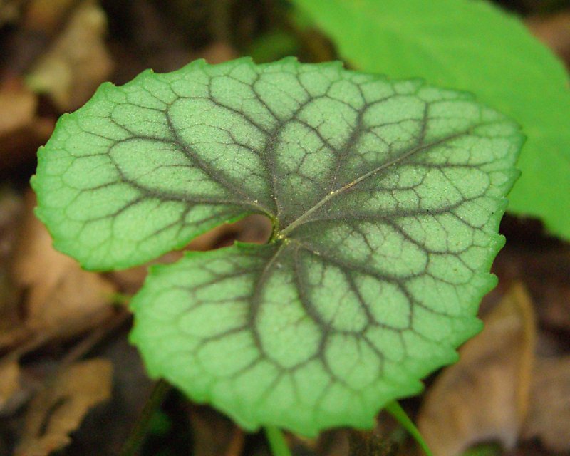 Viola hastata (Halberd-leaved violet) (alternate view 5)