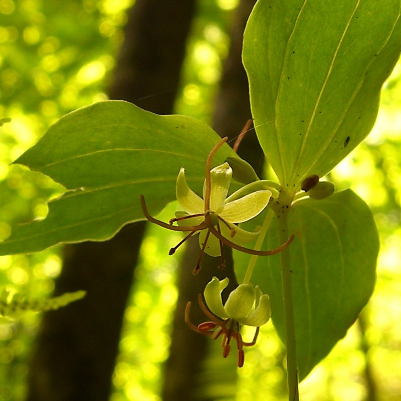 Medeola virginiana (Cucumber Root)
