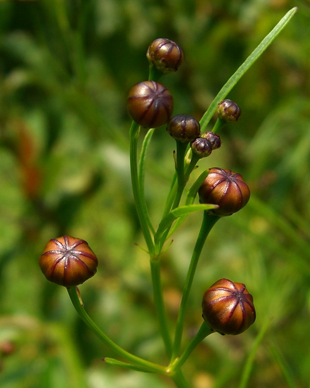 Coreopsis tinctoria (plains coreopsis)