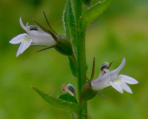 Lobelia inflata (Indian tobacco)