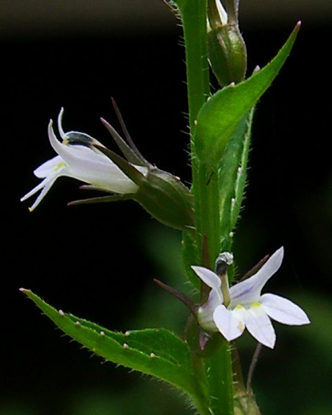 Lobelia inflata (Indian tobacco)
