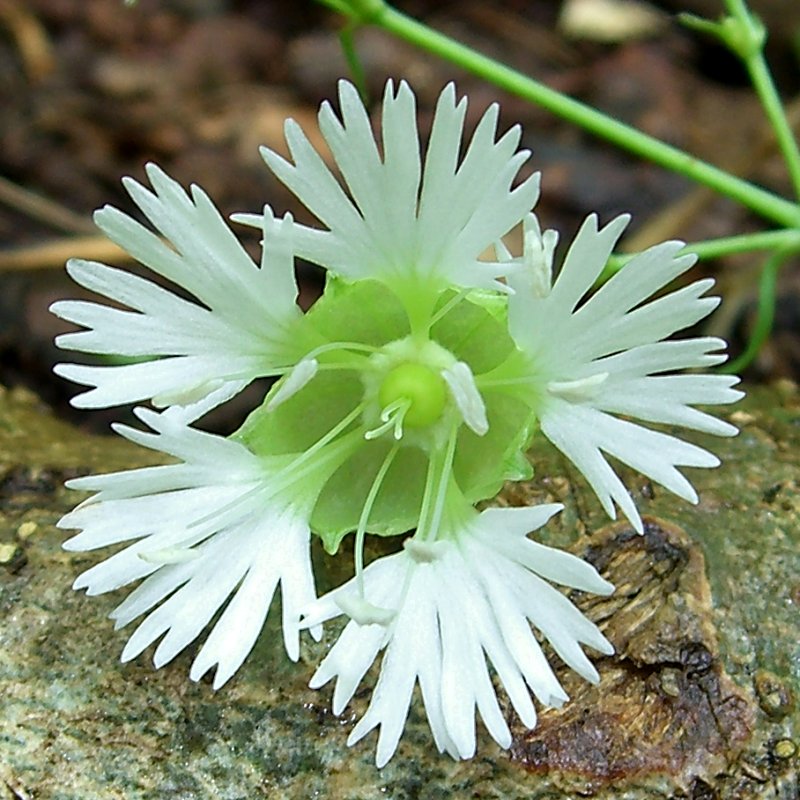 Silene stellata (starry campion) (alternate view 9)
