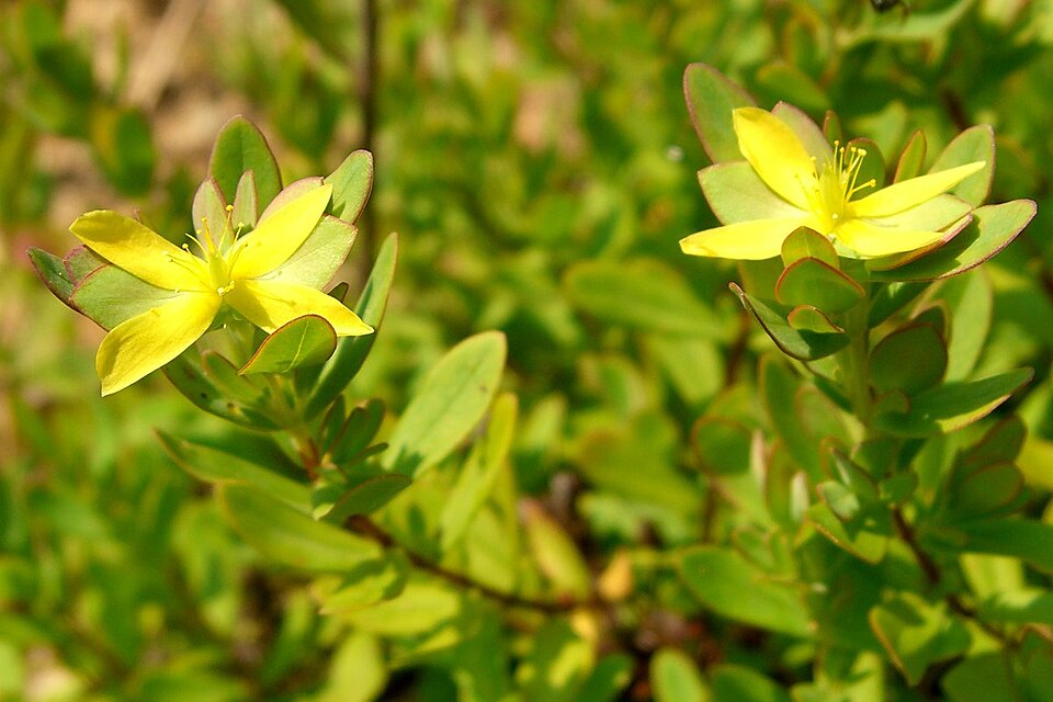 Hypericum hypericoides (St. Andrew's cross) (alternate view 6)