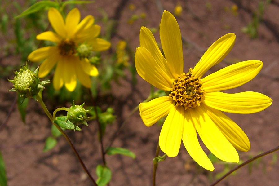 Helianthus hirsutus (stiff-hair sunflower) (alternate view 6)