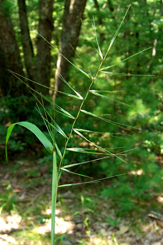 Elymus hystrix (Bottlebrush Grass) (alternate view 8)