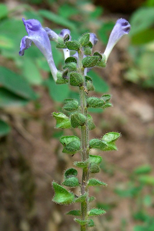 Scutellaria ovata (Heart-leaved Skullcap) (alternate view 6)