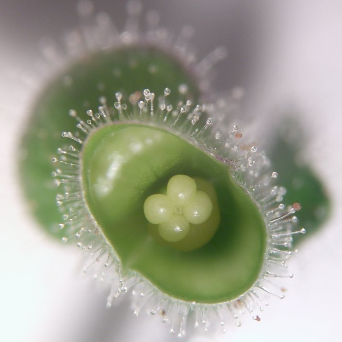 Scutellaria ovata (Heart-leaved Skullcap) (alternate view 7)