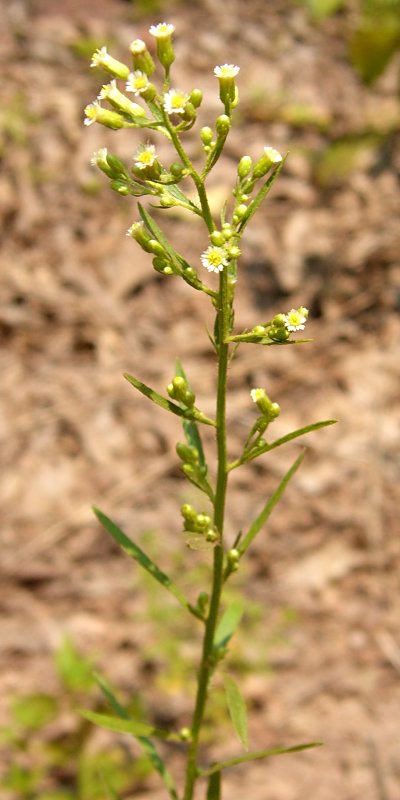 Solidago bicolor (silverrod) (alternate view 6)