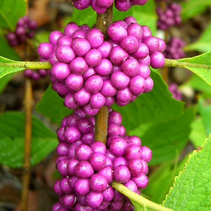 Callicarpa americana (American Beautyberry) (alternate view 8)