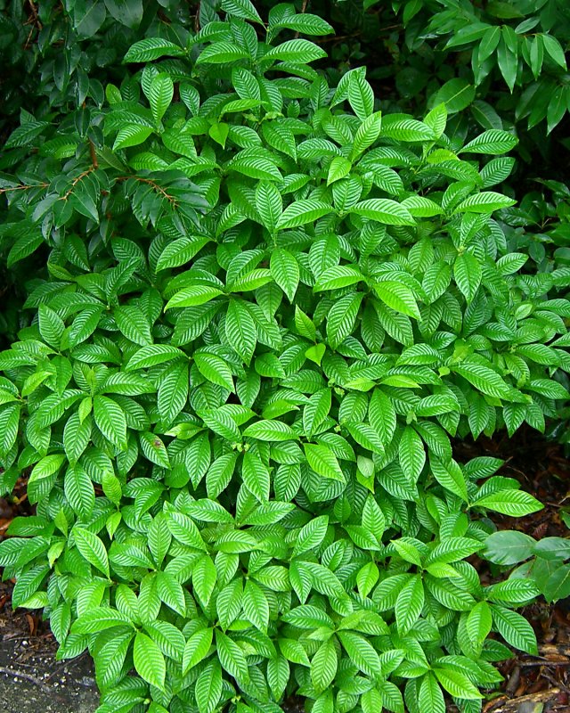 Psychotria nervosa (Shiny-leaved Wild Coffee) (alternate view 6)