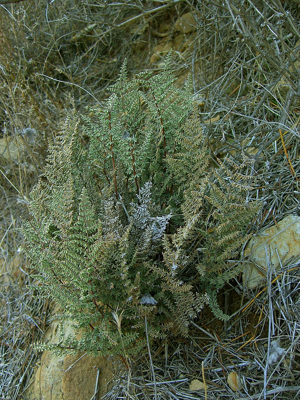 Pellaea mucronata (bird's foot cliffbrake) (alternate view 9)