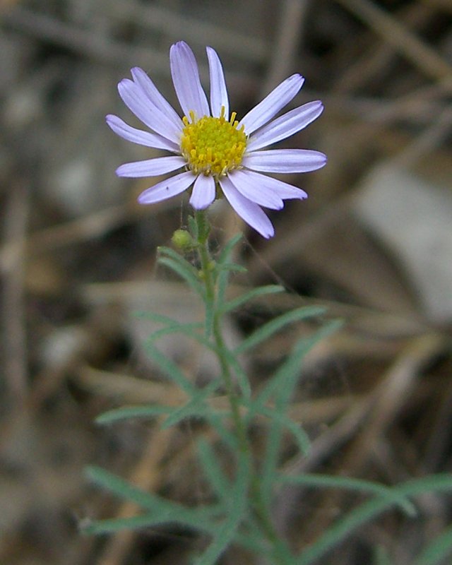 Erigeron foliosus (Leafy Fleabane) (alternate view 7)