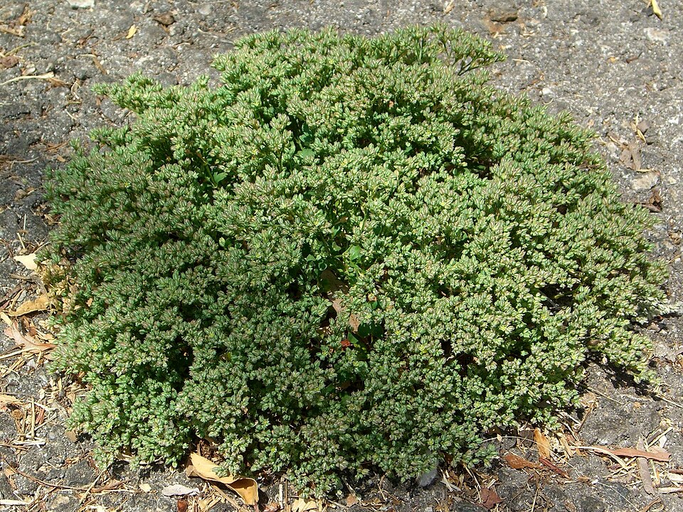Polycarpon tetraphyllum (fourleaf manyseed) (alternate view 6)