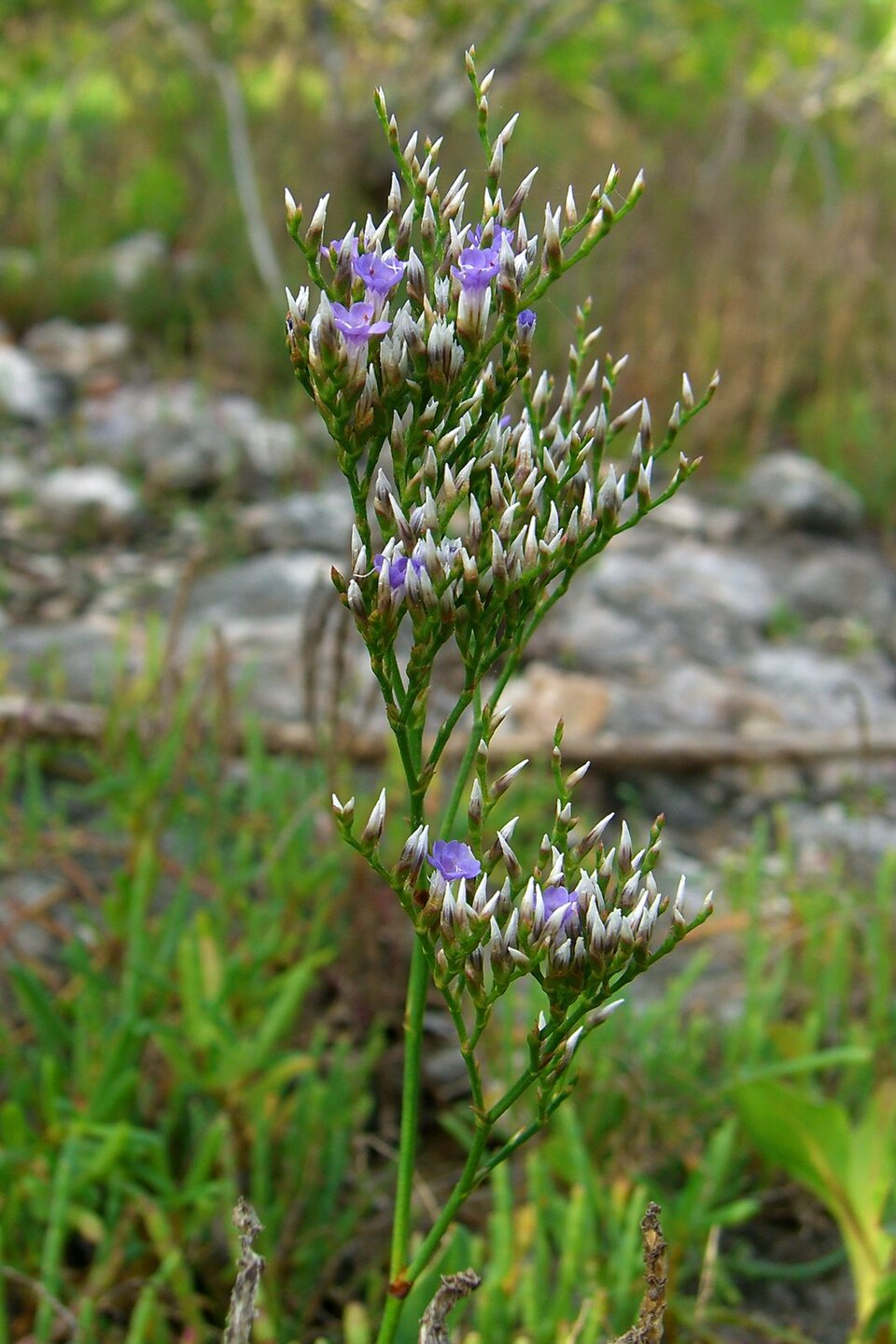 Limonium carolinianum (Carolina Sea Lavender) (alternate view 4)