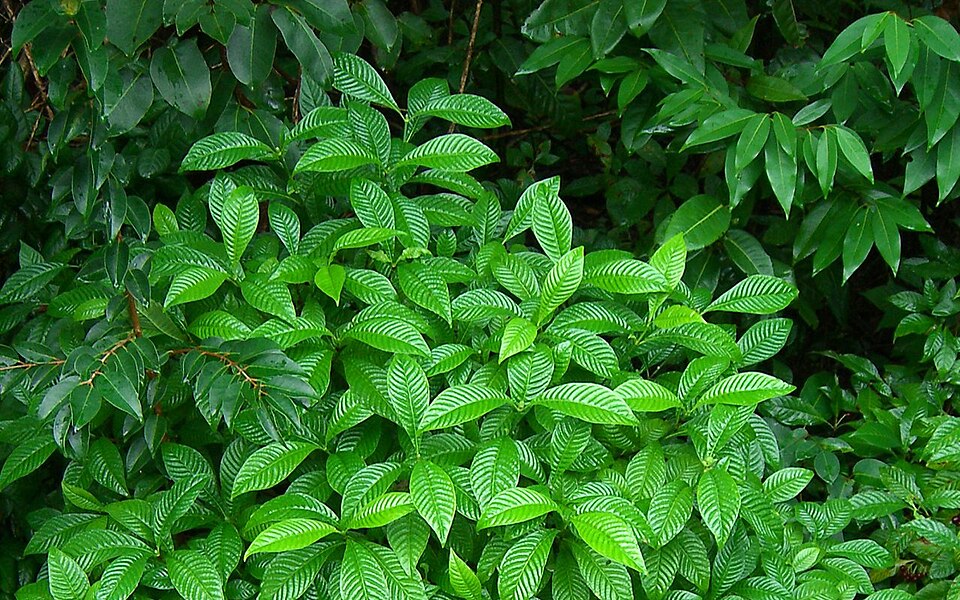 Psychotria nervosa (Shiny-leaved Wild Coffee) (alternate view 7)