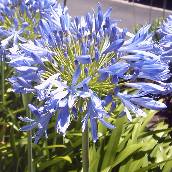 Agapanthus africanus (lily of the Nile) (alternate view 6)