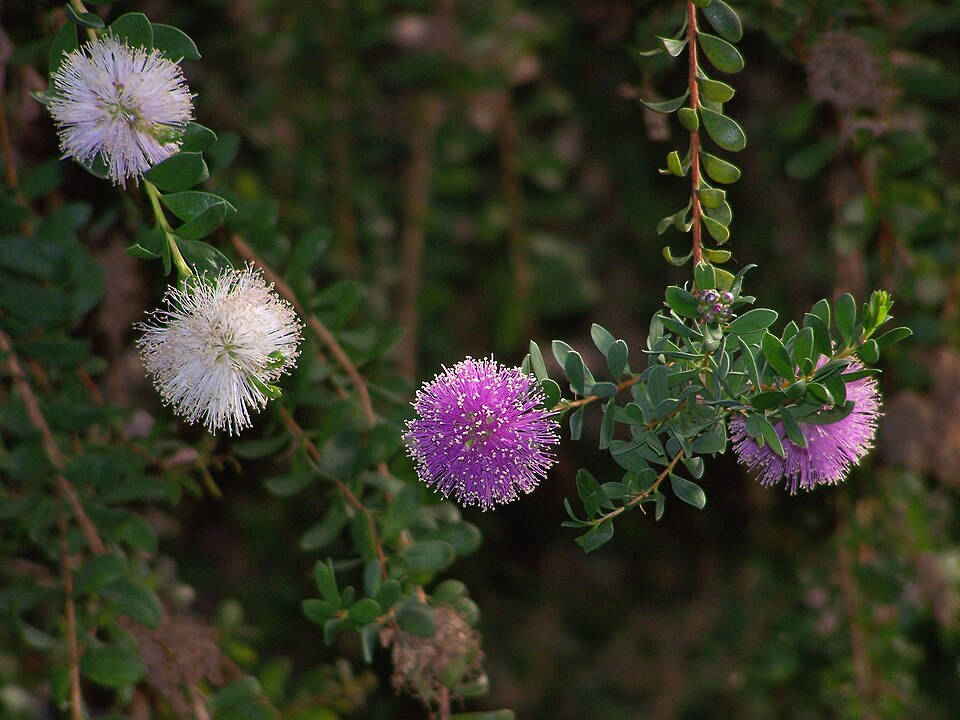 Melaleuca nesophila (Showy Honey-myrtle) (alternate view 7)