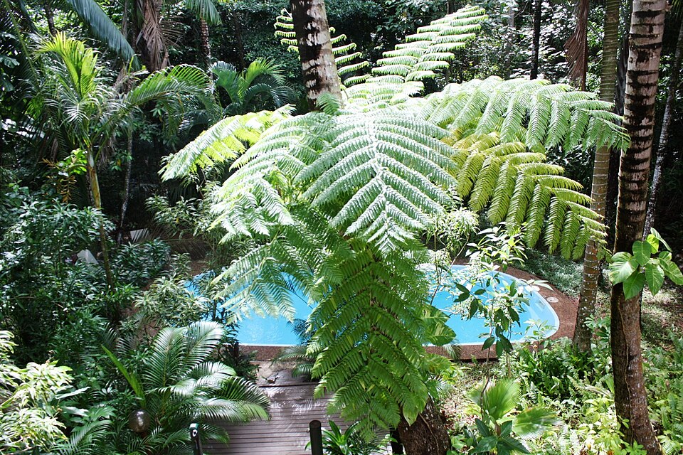 Sphaeropteris cooperi (Scaly Tree Fern) (alternate view 9)