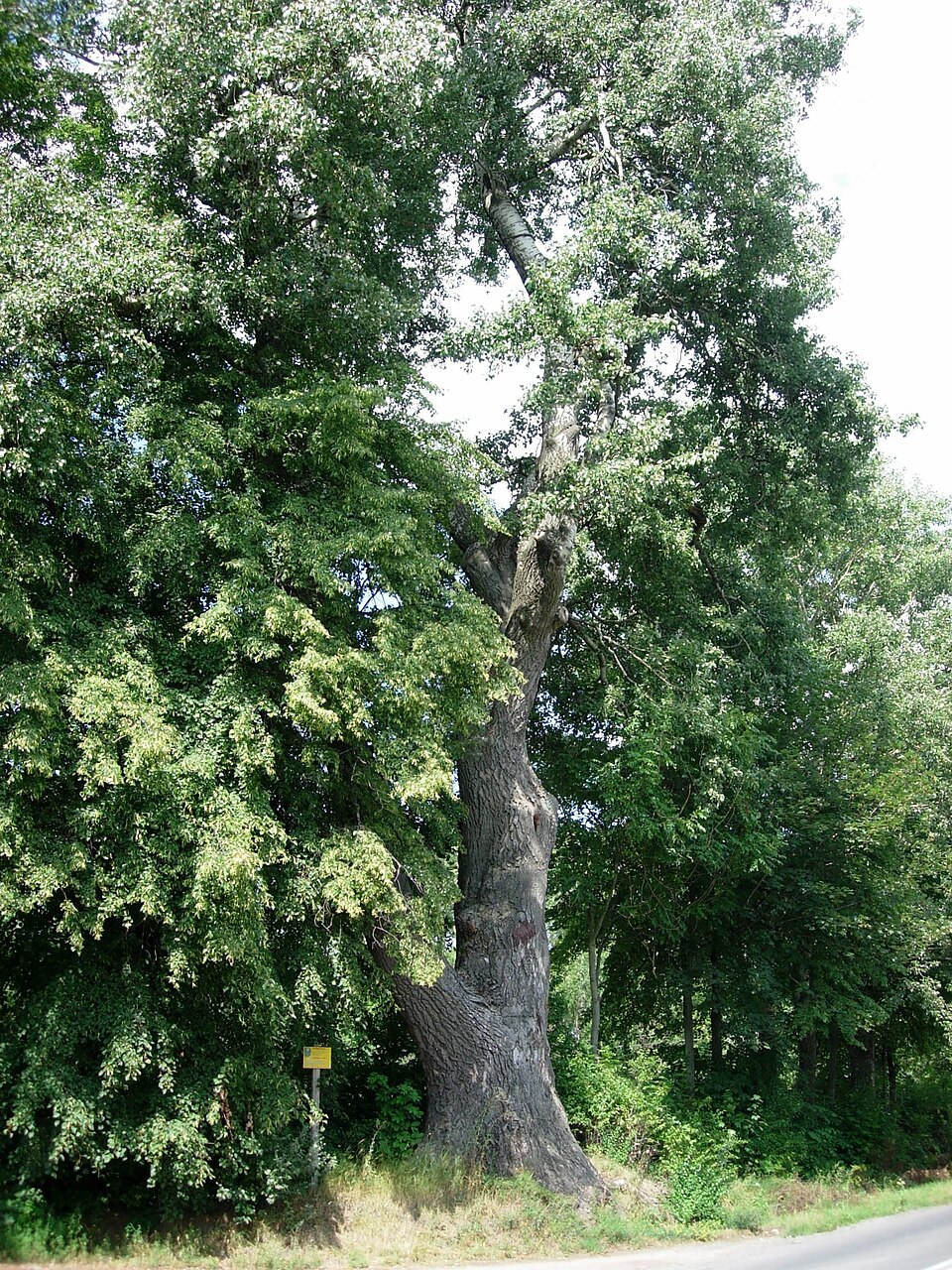 Populus alba (white poplar)