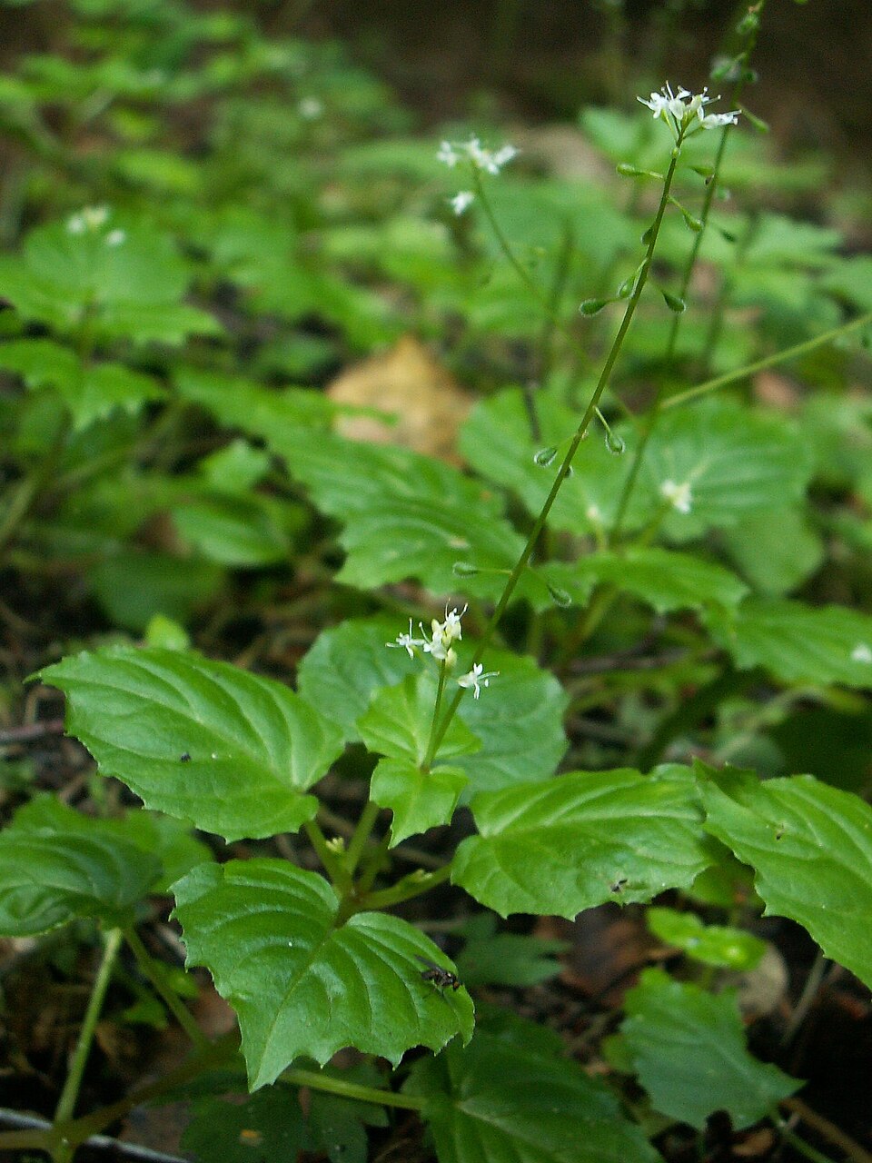Circaea alpina (Alpine Enchanter's-nightshade) (alternate view 5)