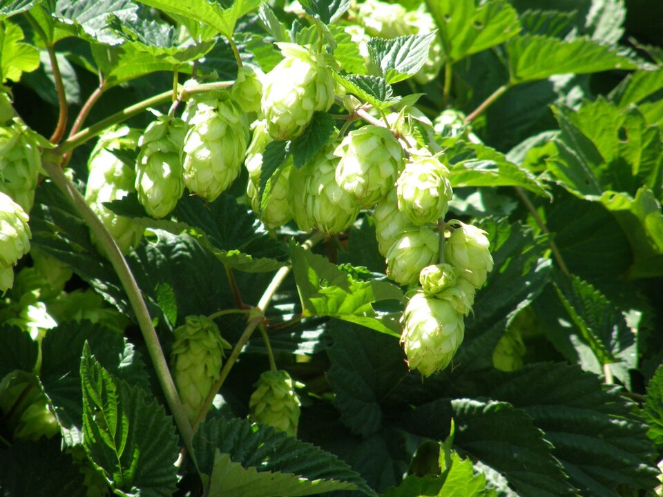 Humulus (Hops) (alternate view 4)