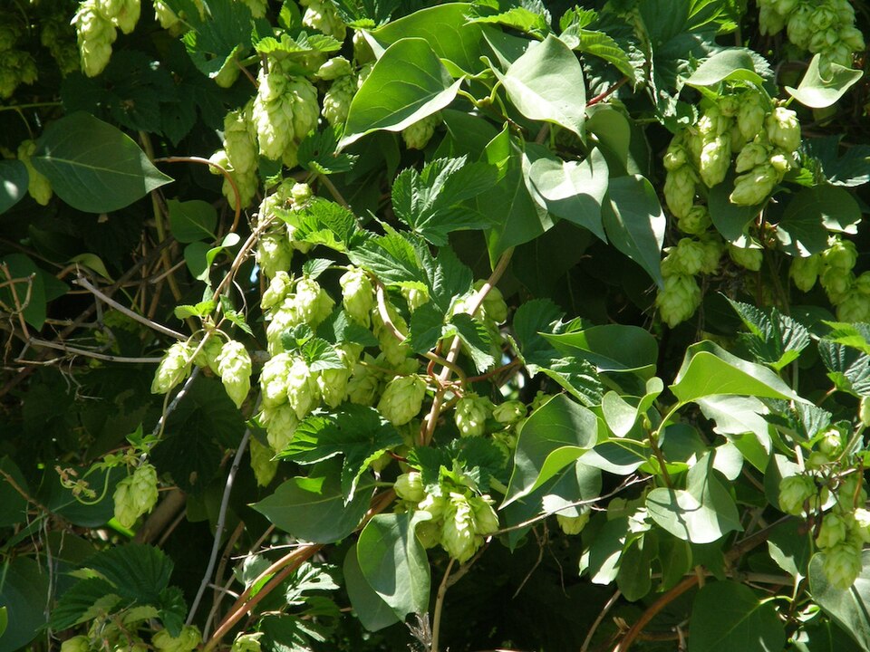 Humulus (Hops) (alternate view 5)