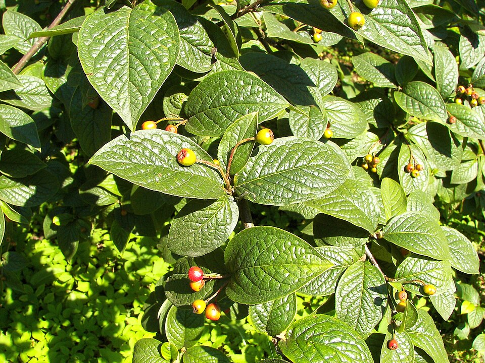 Cotoneaster bullatus (hollyberry cotoneaster) (alternate view 7)