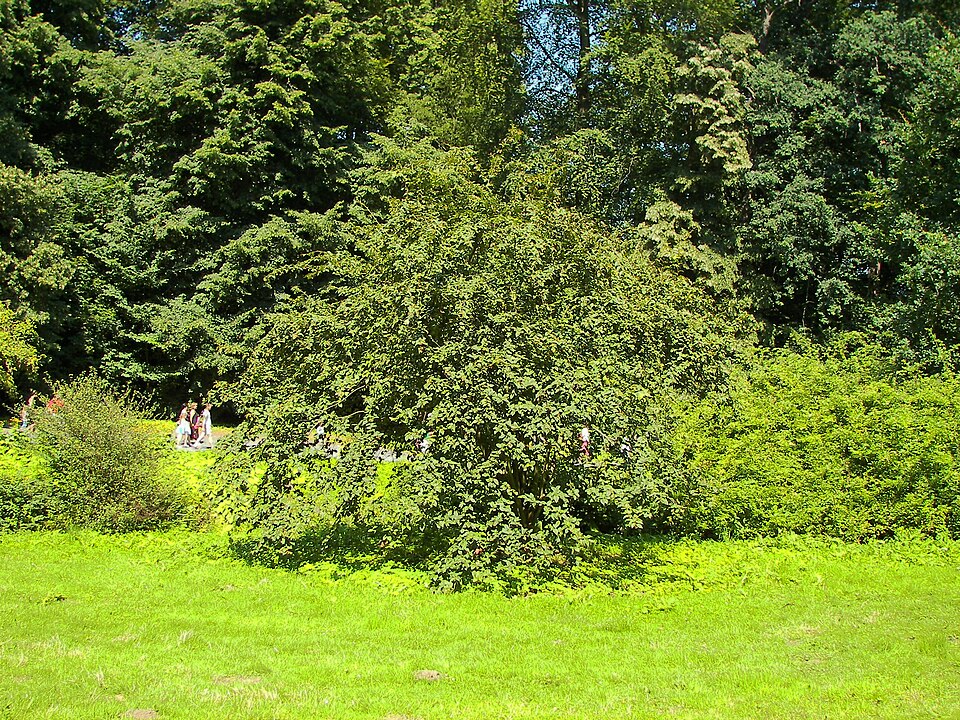 Cotoneaster bullatus (hollyberry cotoneaster) (alternate view 8)