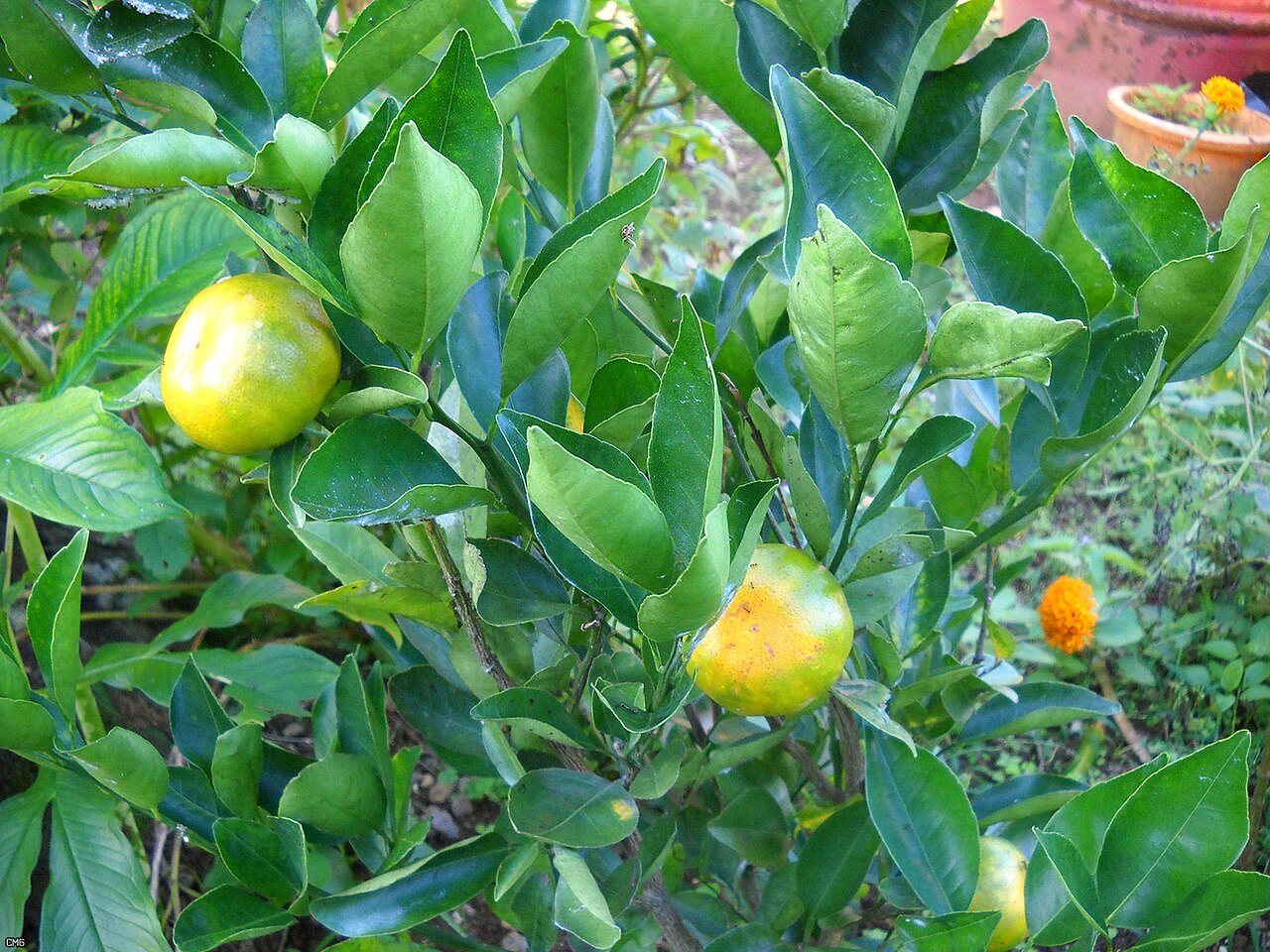 Citrus reticulata, Mandarin orange — spreading evergreen (Rutaceae) (image 6 of 10)