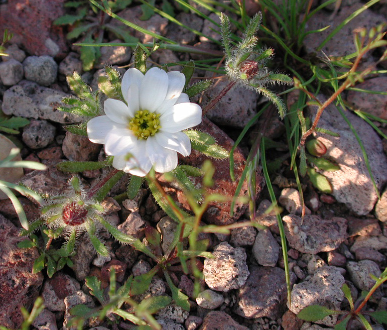 Monoptilon bellioides (Mojave desertstar) (alternate view 8)