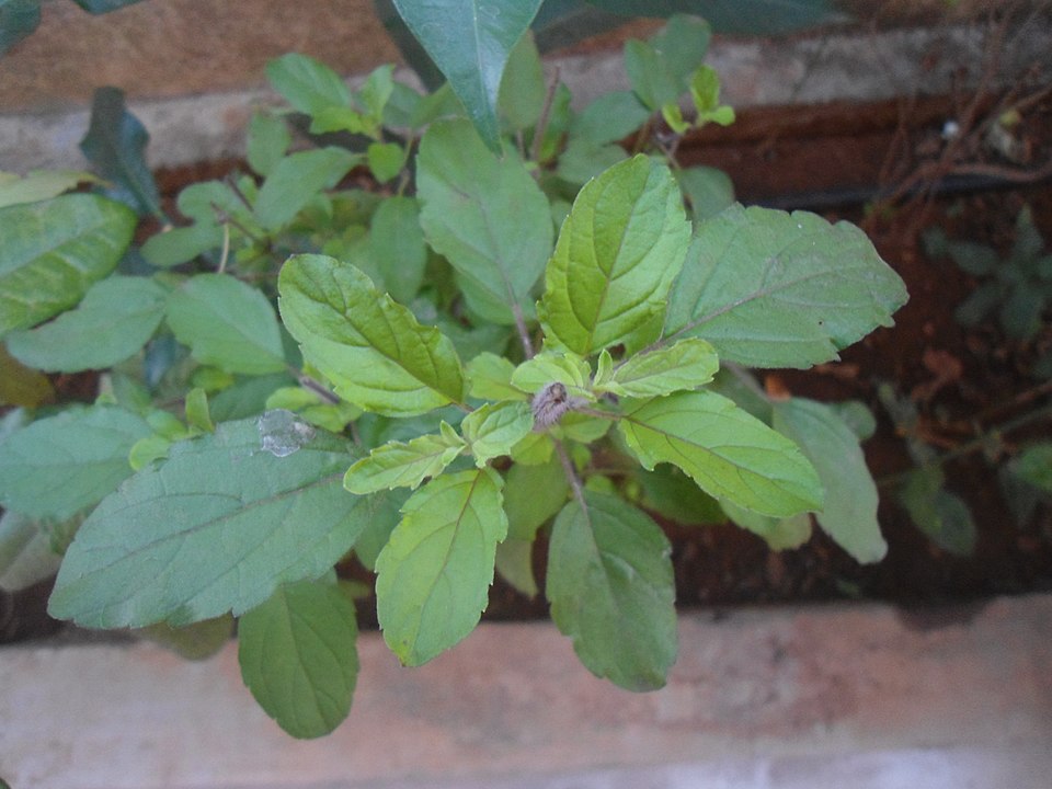 Ocimum tenuiflorum (Holy Basil) (alternate view 13)