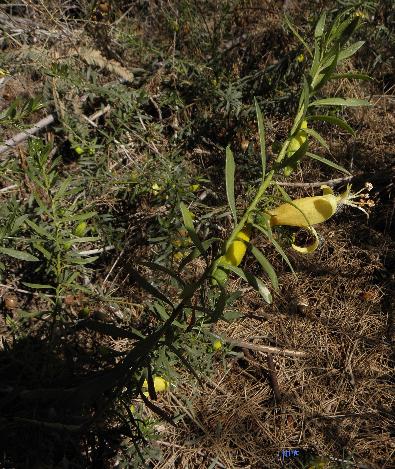 Eremophila maculata, Spotted emu bush — spreading evergreen (Scrophulariaceae) (image 4 of 8)