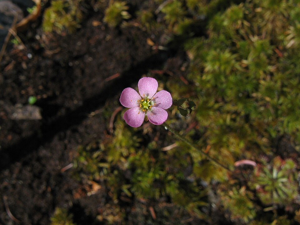 Drosera capillaris (Pink Sundew) (alternate view 7)