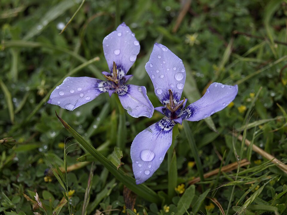 Herbertia lahue (Prairie Nymph) (alternate view 6)