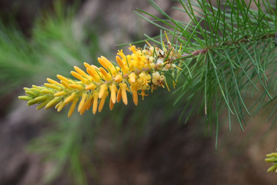 Persoonia pinifolia (Pine-leaf Geebung) (alternate view 9)