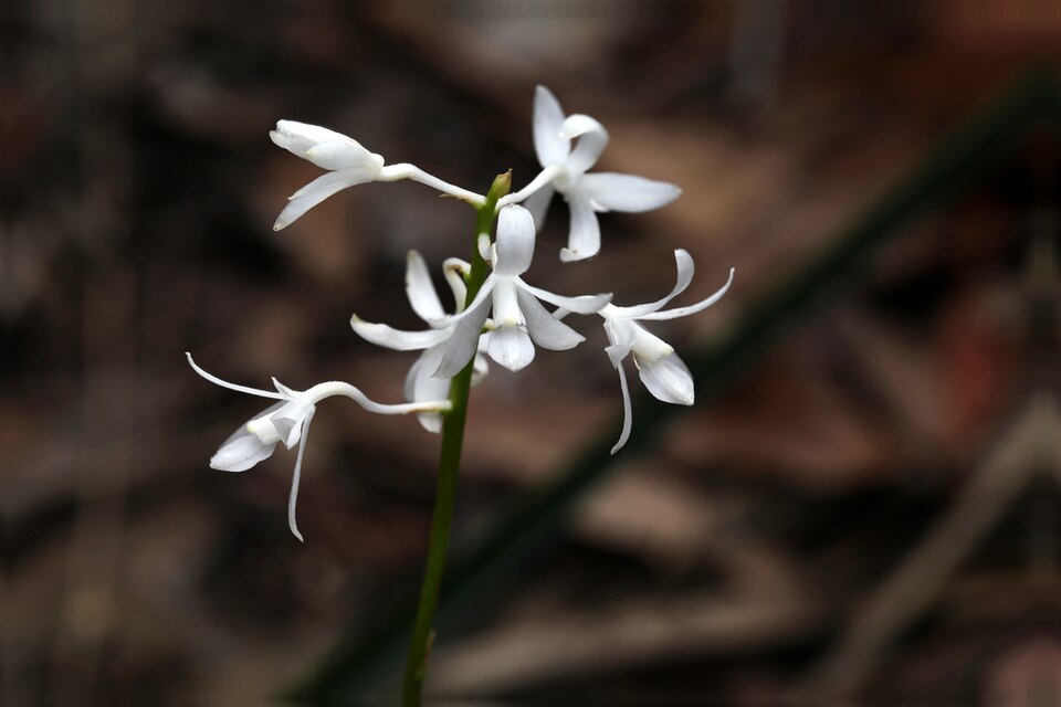 Dipodium punctatum (Blotched Hyacinth-Orchid) (alternate view 3)