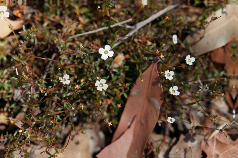Mitrasacme polymorpha (Mitre Weed) (alternate view 4)