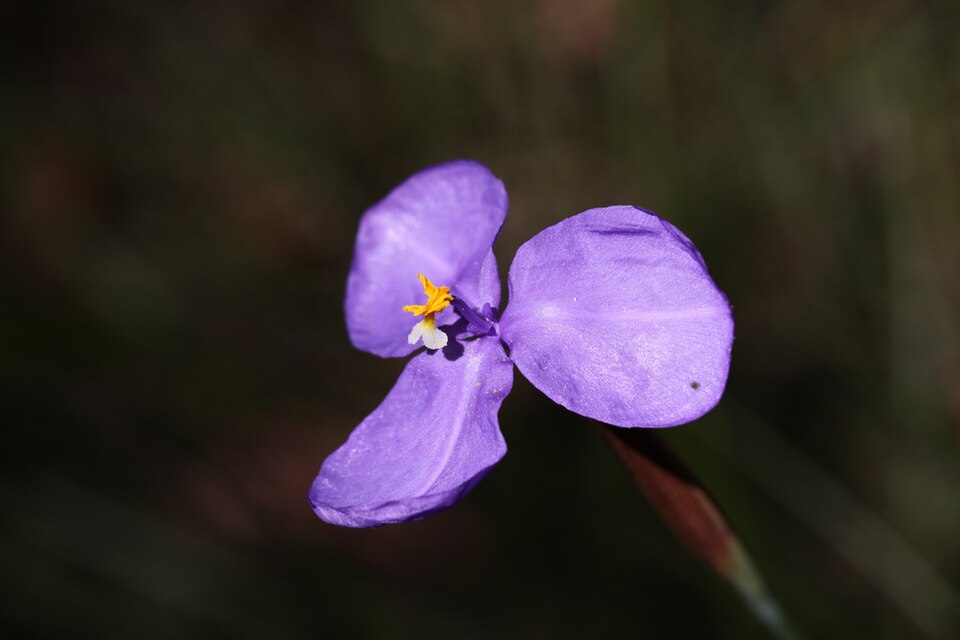 Patersonia glabrata (Leafy Purple Flag)