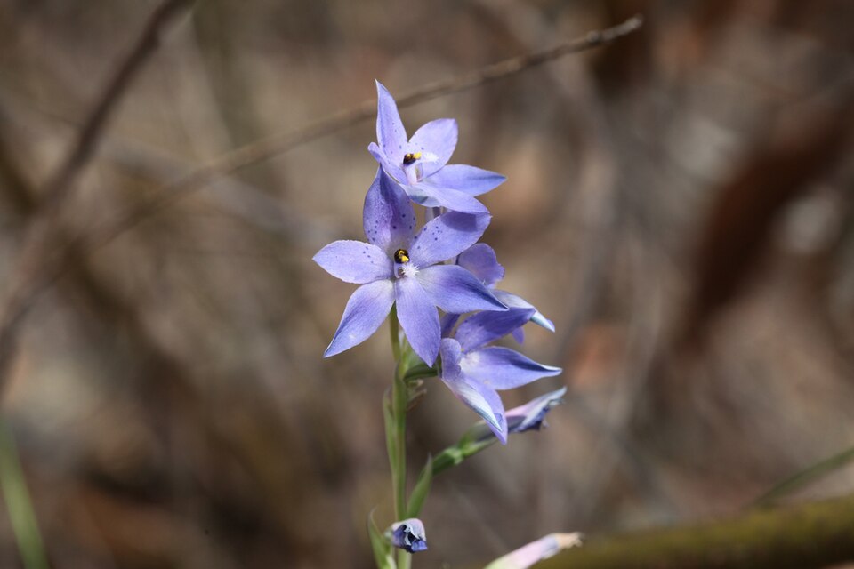 Thelymitra ixioides (spotted sun-orchid) (alternate view 4)