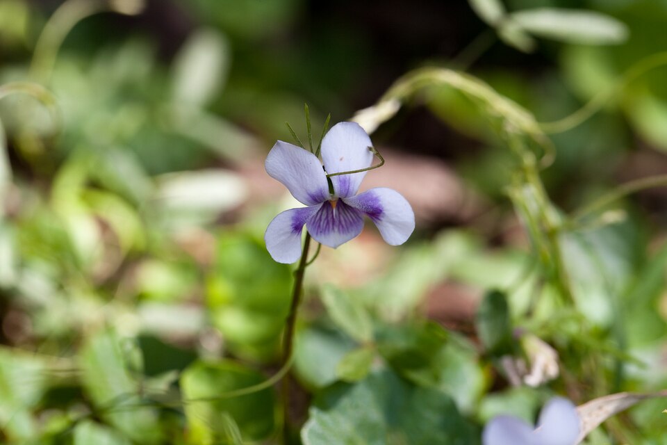 Viola banksii (Banks' Violet) (alternate view 8)