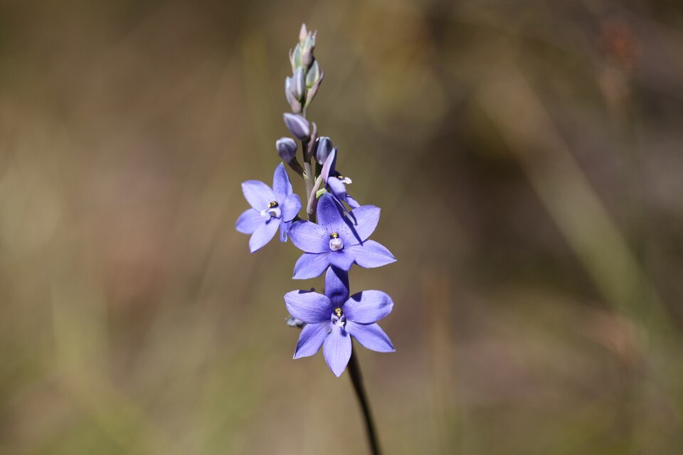 Thelymitra ixioides (spotted sun-orchid) (alternate view 5)