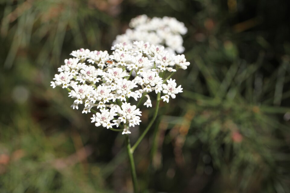 Conospermum longifolium (Smoke Bush) (alternate view 2)