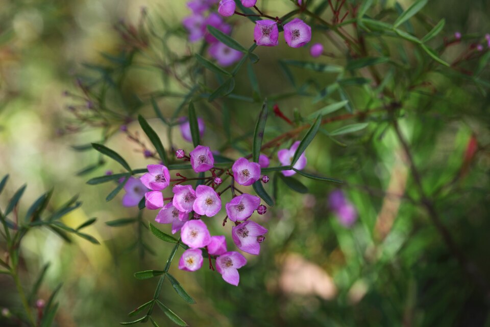 Boronia pinnata (Pink Boronia)
