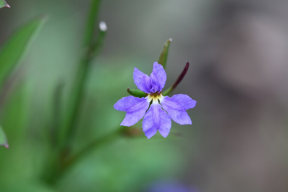 Dampiera purpurea (Purple Dampiera) (alternate view 7)