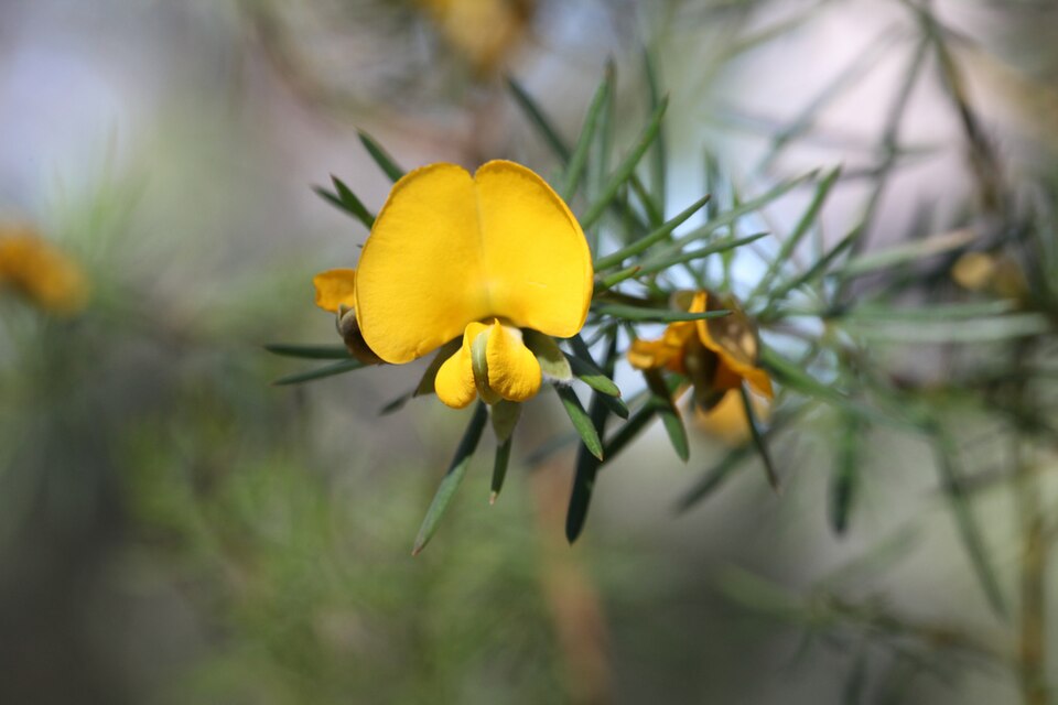 Gompholobium grandiflorum (Large Wedge Pea) (alternate view 10)